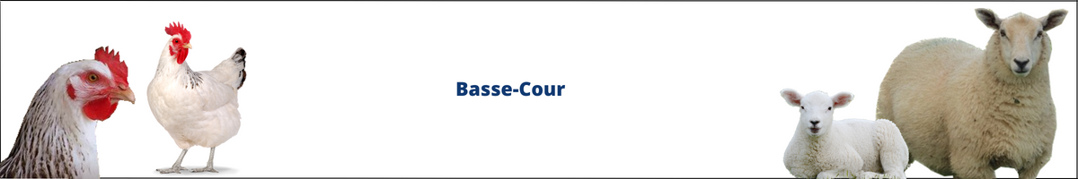 Basse cour