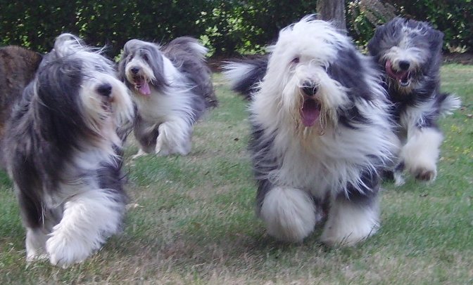 Bearded Collie