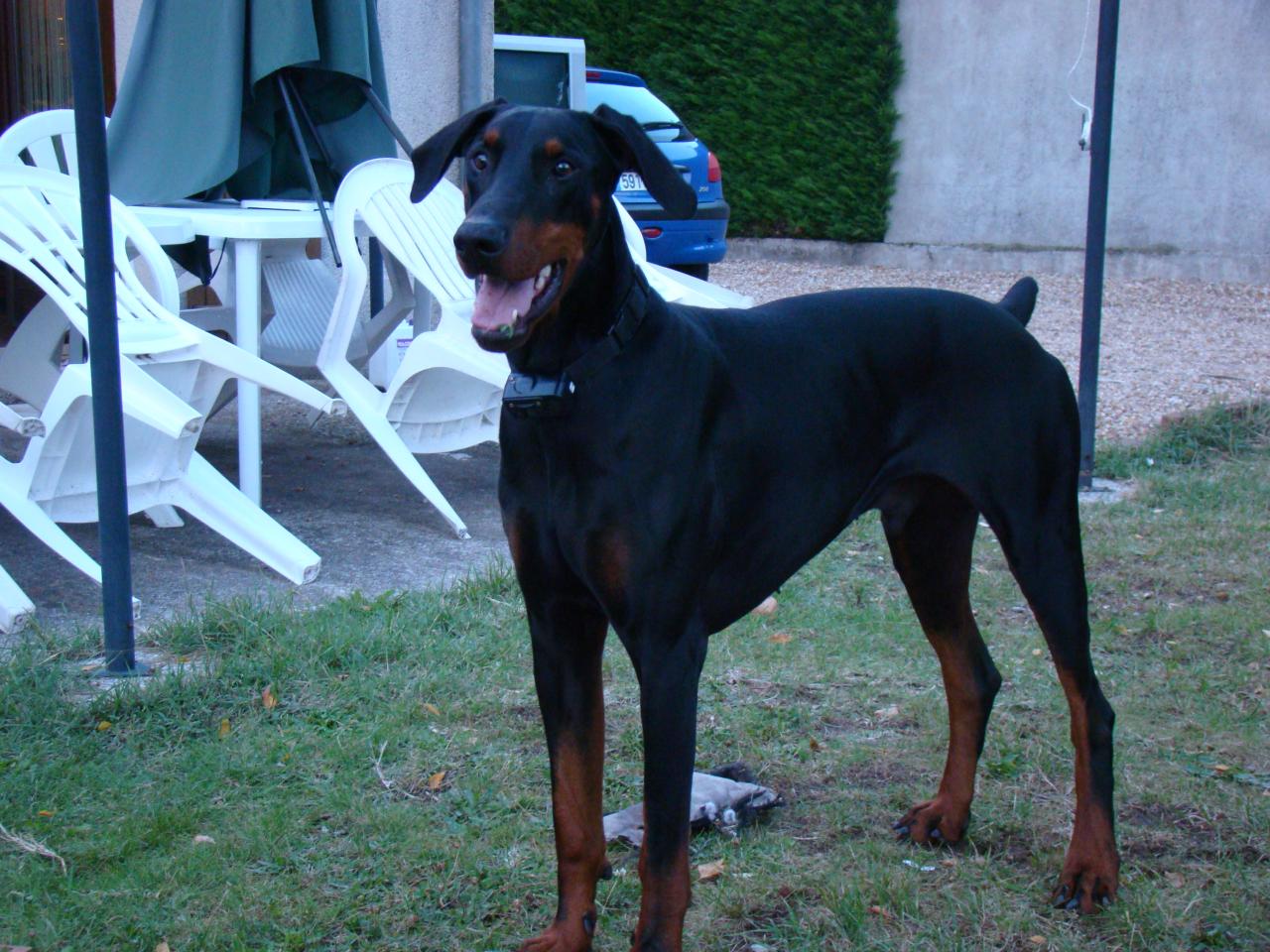 Bob Doberman
