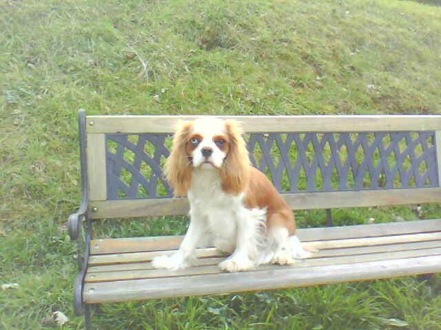 Kina Cavalier King Charles