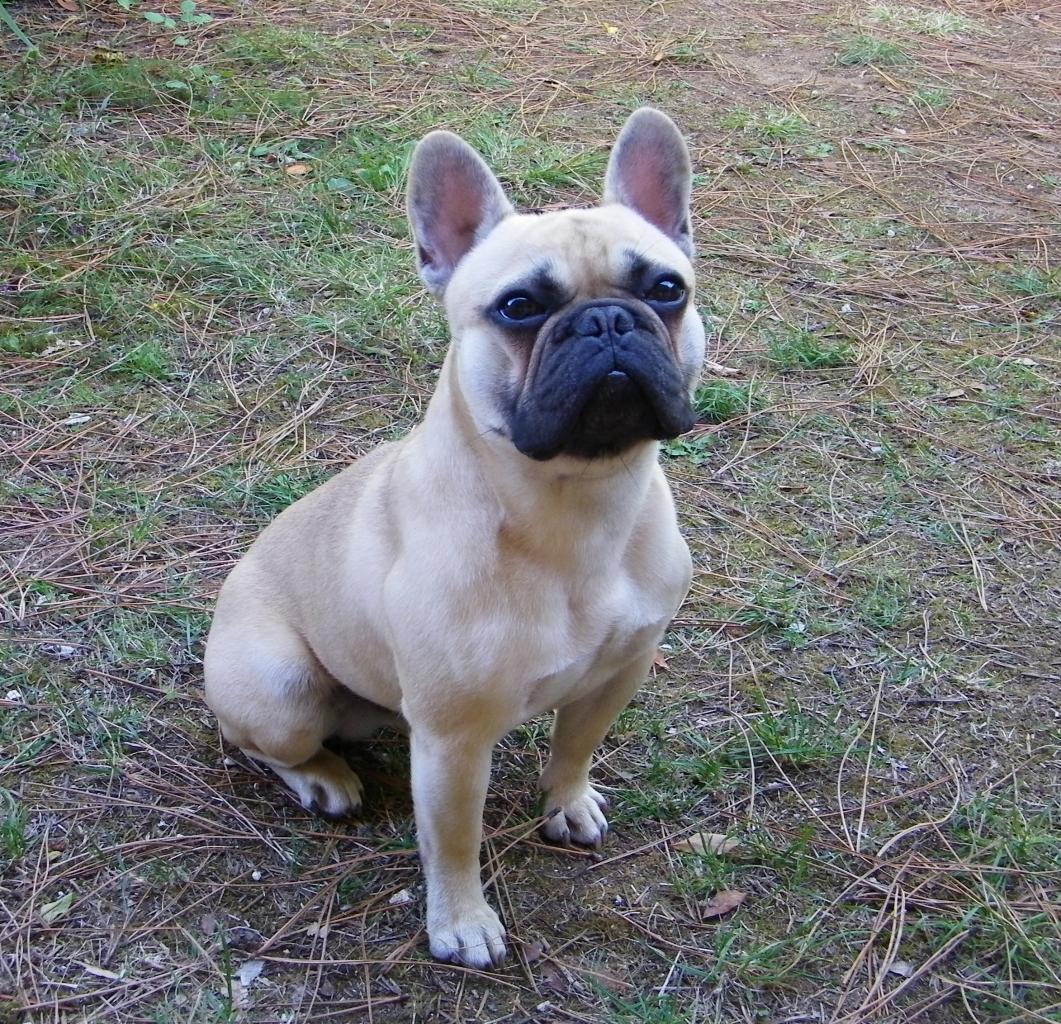 Eden Bouledogue Français