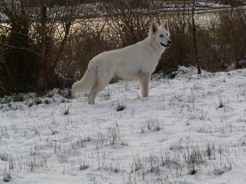 Effendi Berger Blanc Suisse