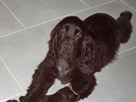 Fiby Cocker Anglais