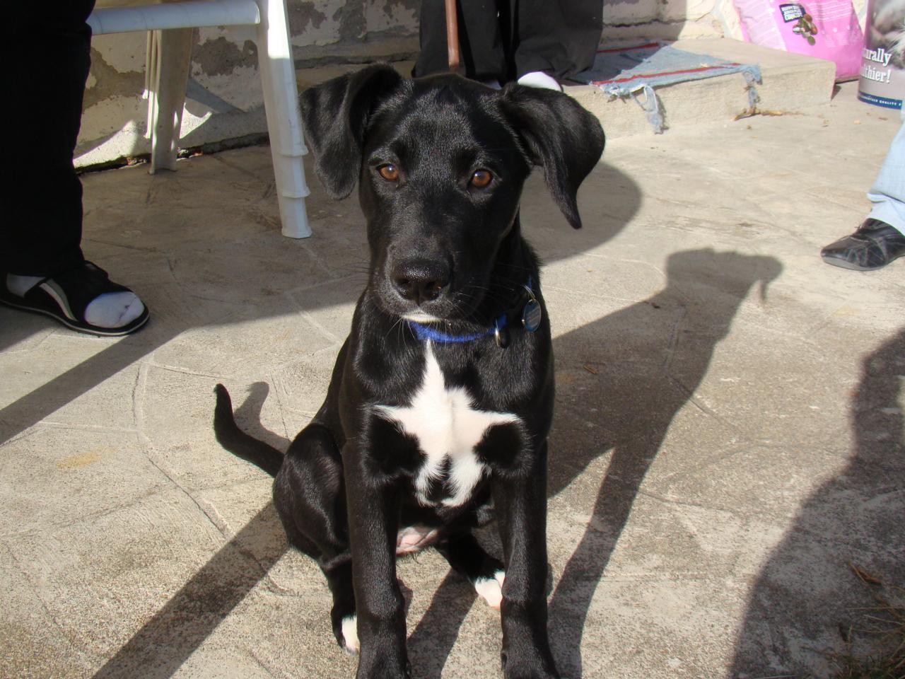 Fidjy Labrador Noir