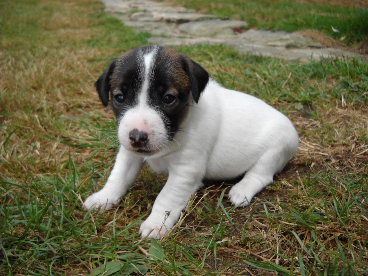 Fiona Jack Russel