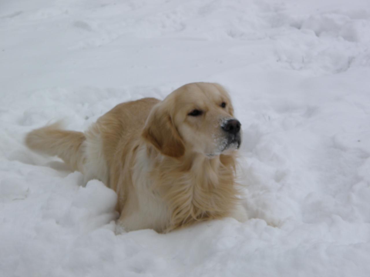 Fitzroy Golden retriever