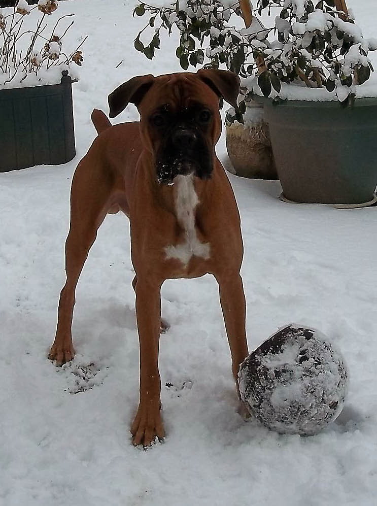 Boxer