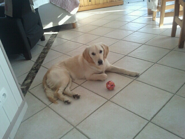 golden Golden Retriever
