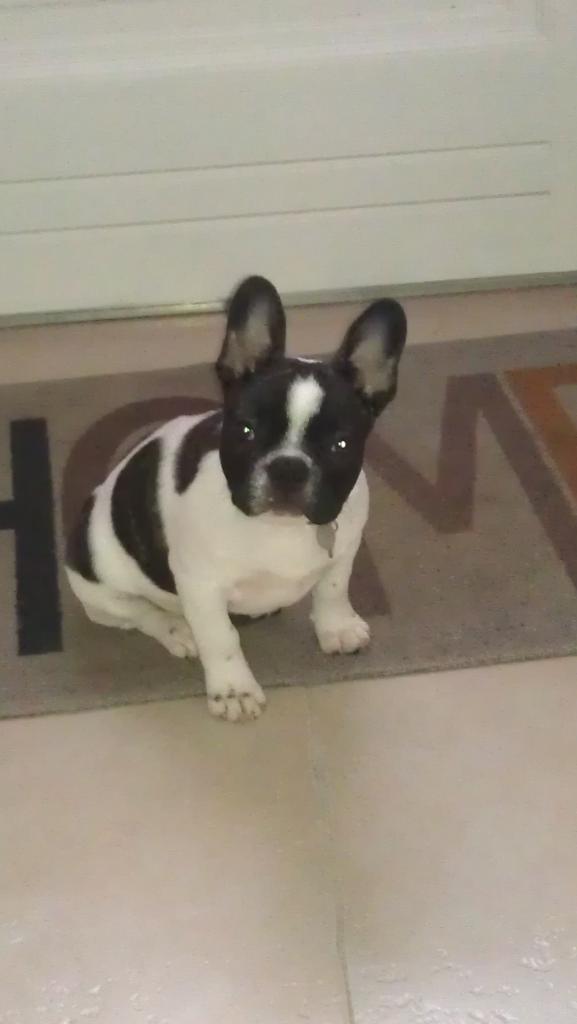 Bouledogue Français