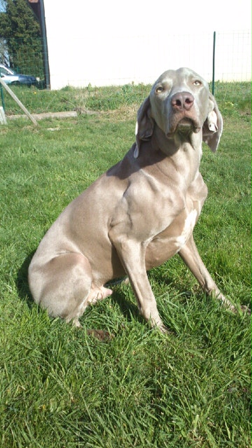 Dogue de Weimar