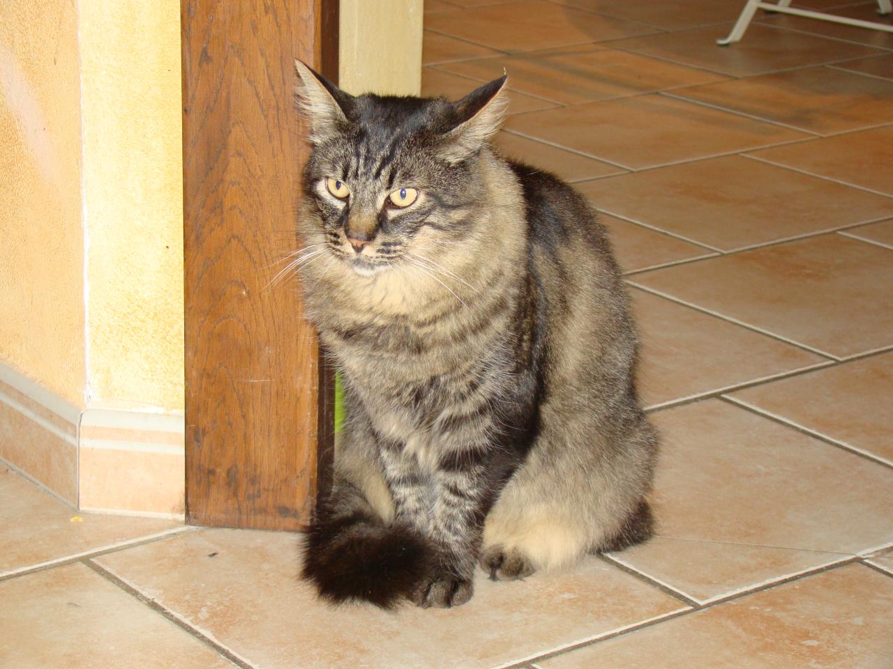 Mwindo Croisé Main Coon