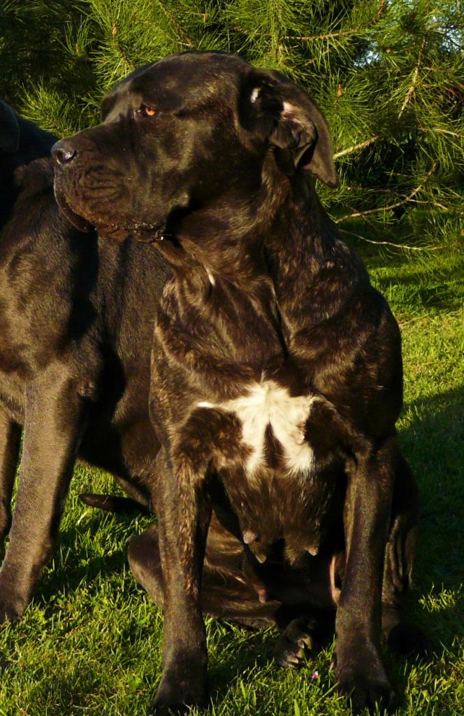 Cane Corso Bringé