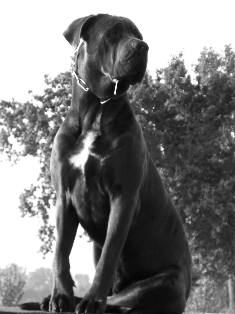 Cane Corso Bleu