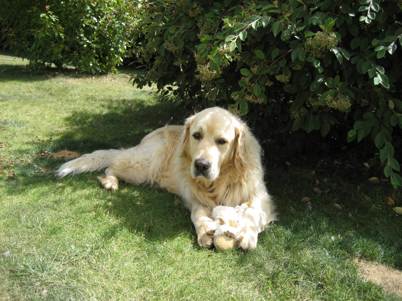 Golden Retriever