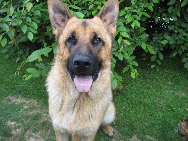 Berger Allemand