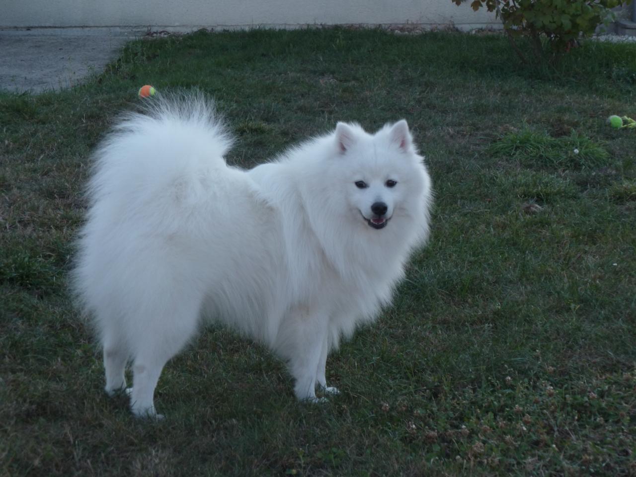 spitz japonais