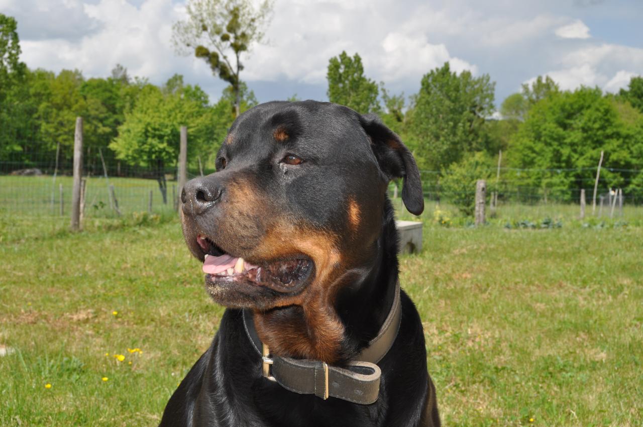 urban Rottweiler