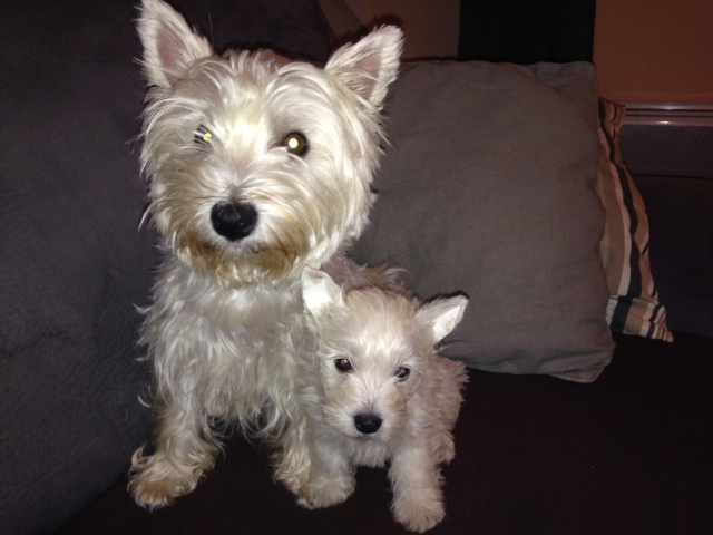 westie