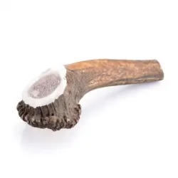 Bois cerf chien entier