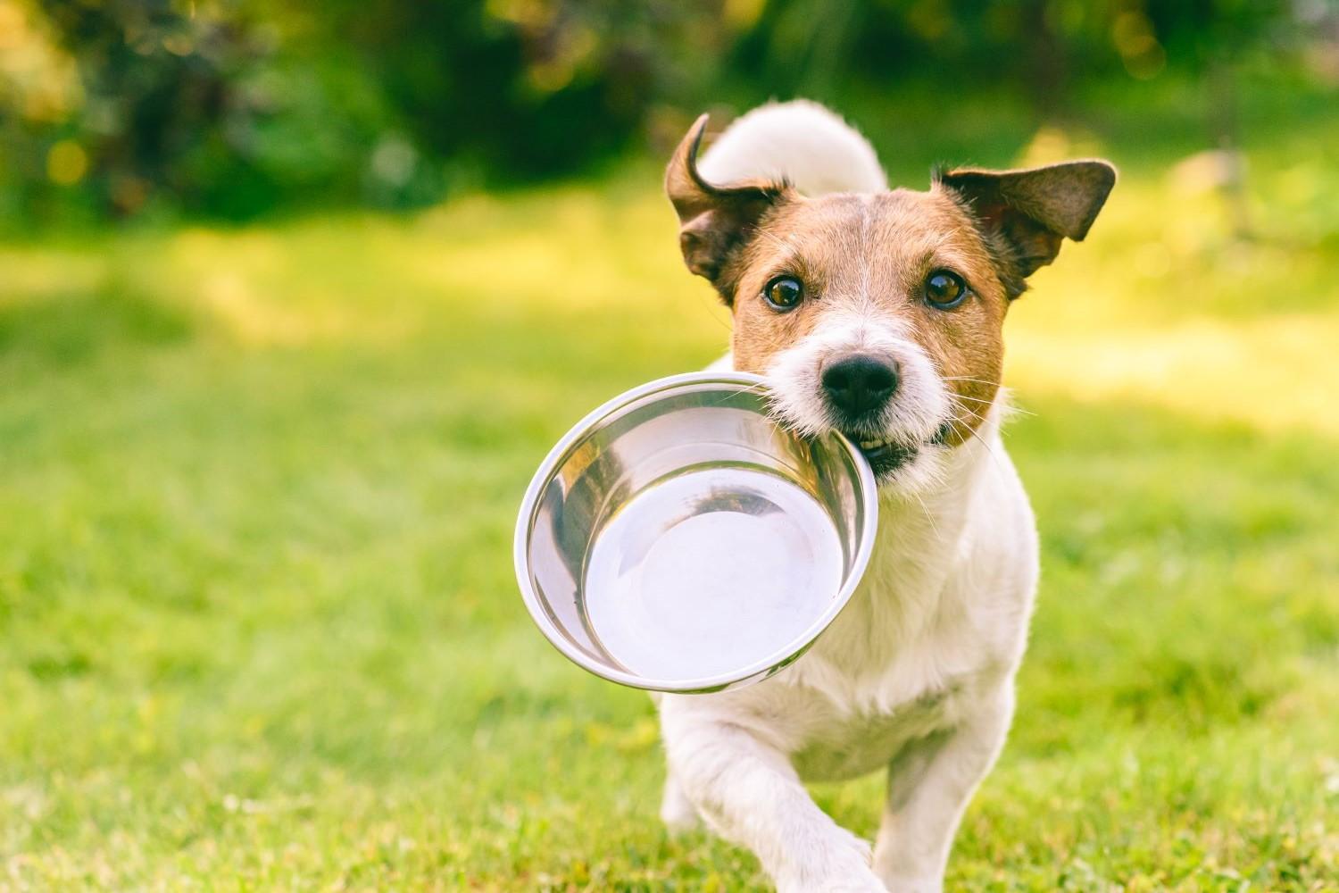 hund-shutterstock-1496959820-3-
