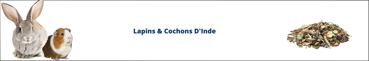 Lapins cochon d inde