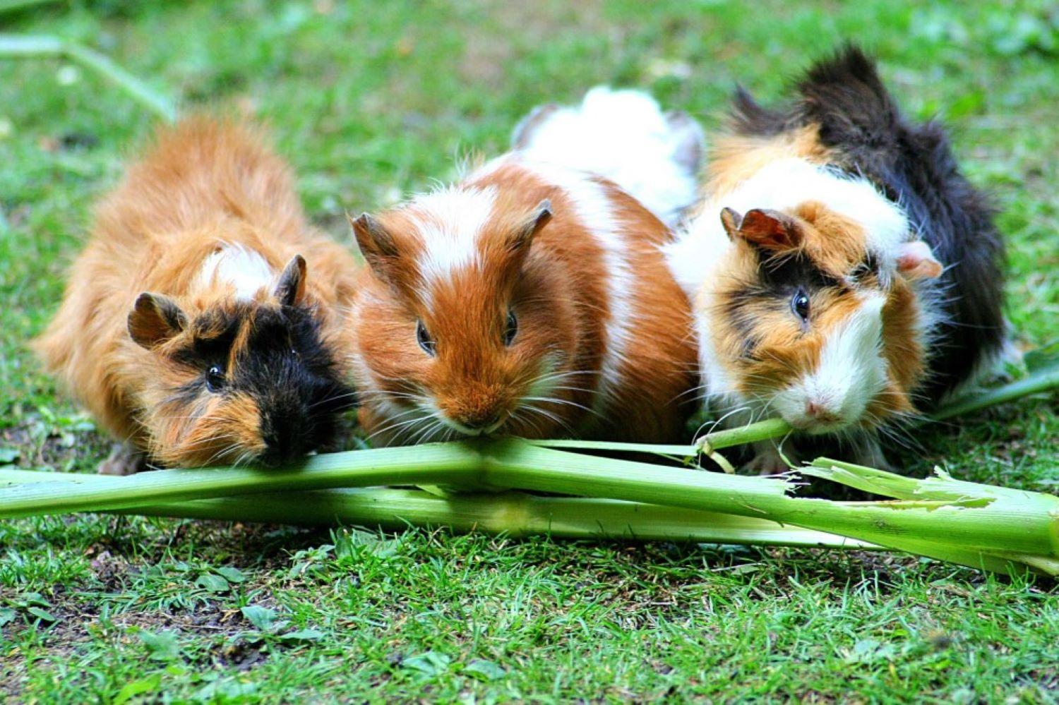 nagetiere-kaninchen-halten-992x661-1