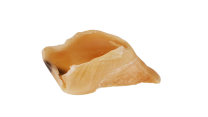 Sabot de veau