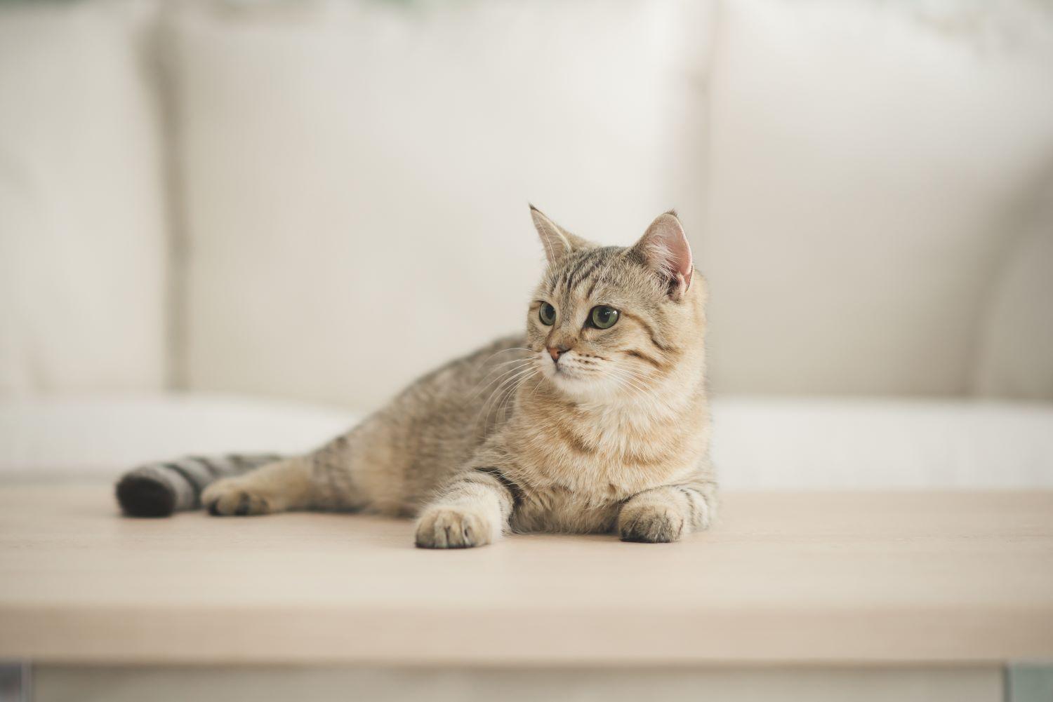 shutterstock-1159410712