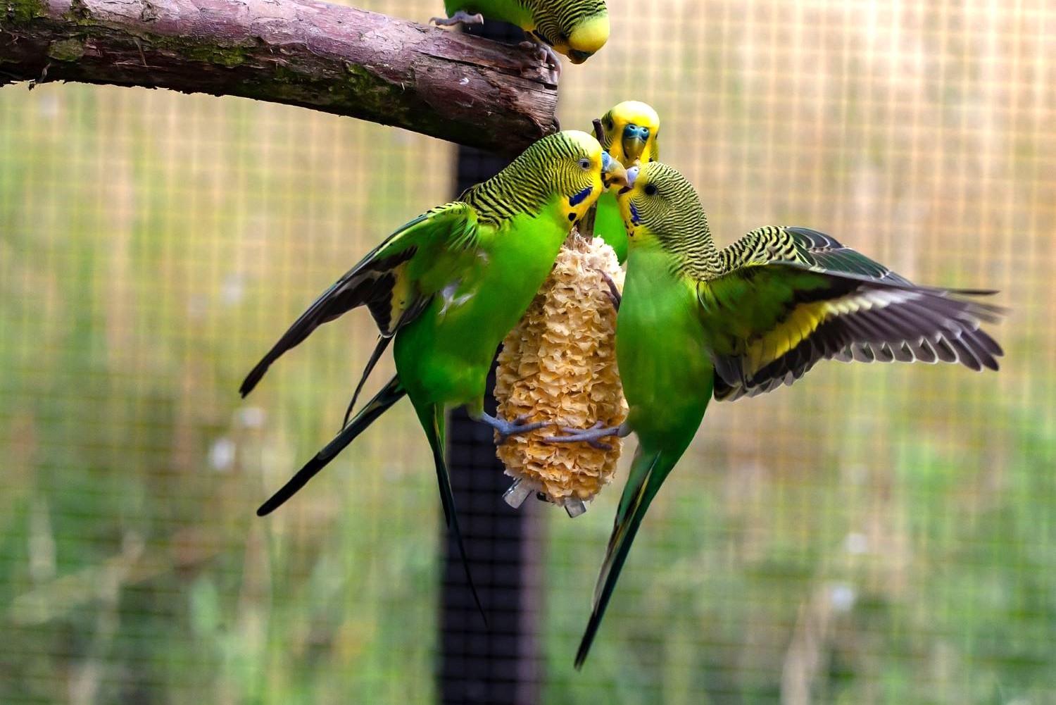 wild-budgerigar-4457111-1920-3-